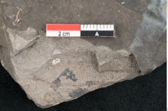 Foto (Detailansicht) von Eucalyptus oceanica Unger (NHMW-GEO-2024-0188-8031)